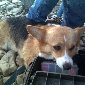 Meet your Posher, Rose